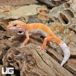 Juvenile Hypo Designer Leopard Gecko