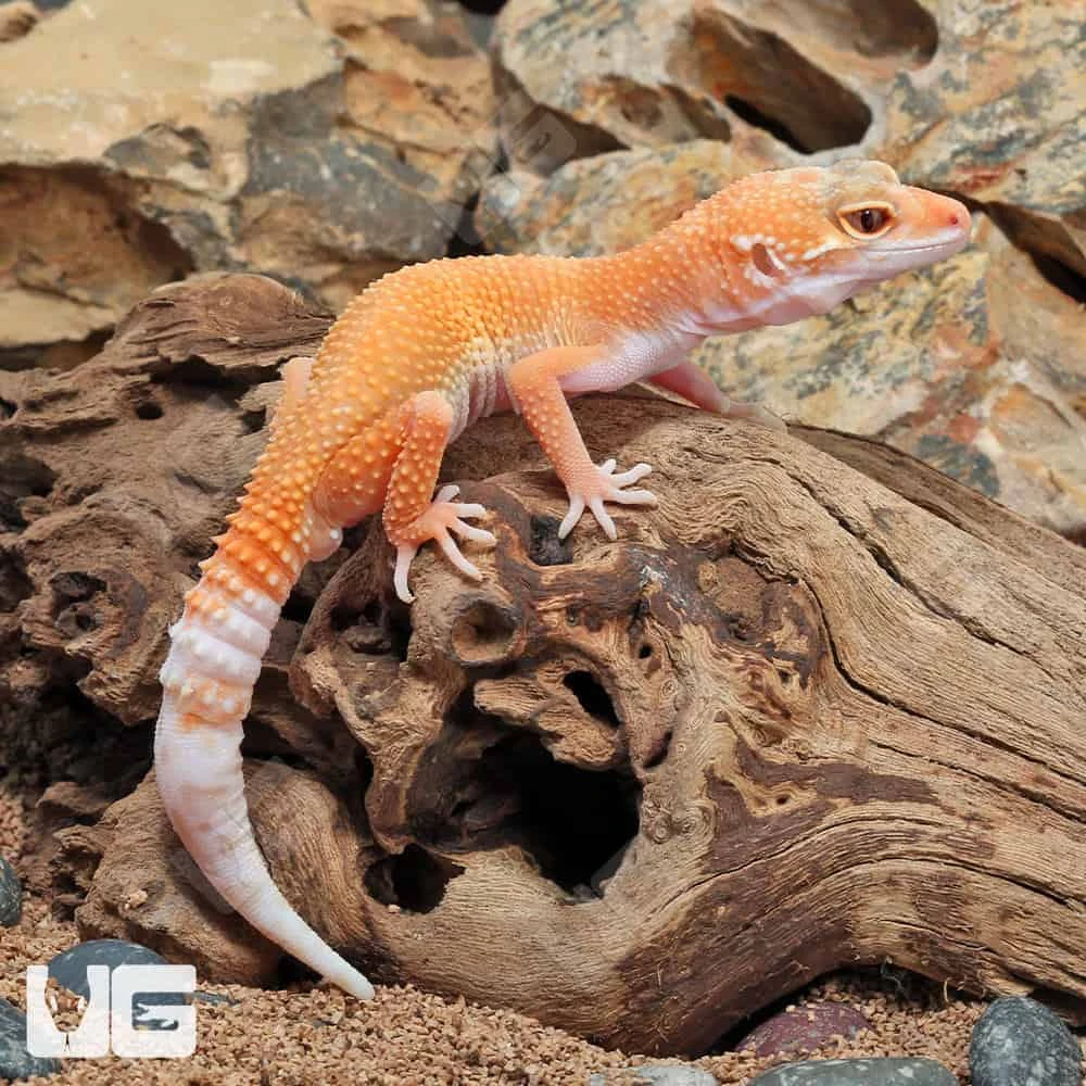 Juvenile Hypo Designer Leopard Gecko - Image 2