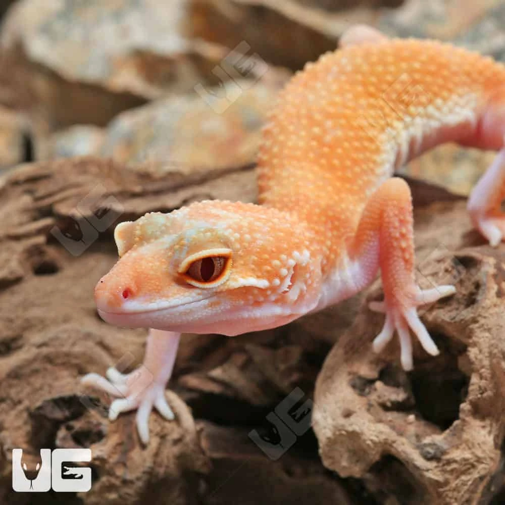 Juvenile Hypo Designer Leopard Gecko - Image 3