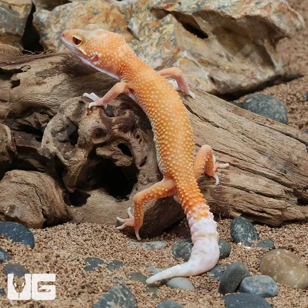 Juvenile Hypo Designer Leopard Gecko - Image 4