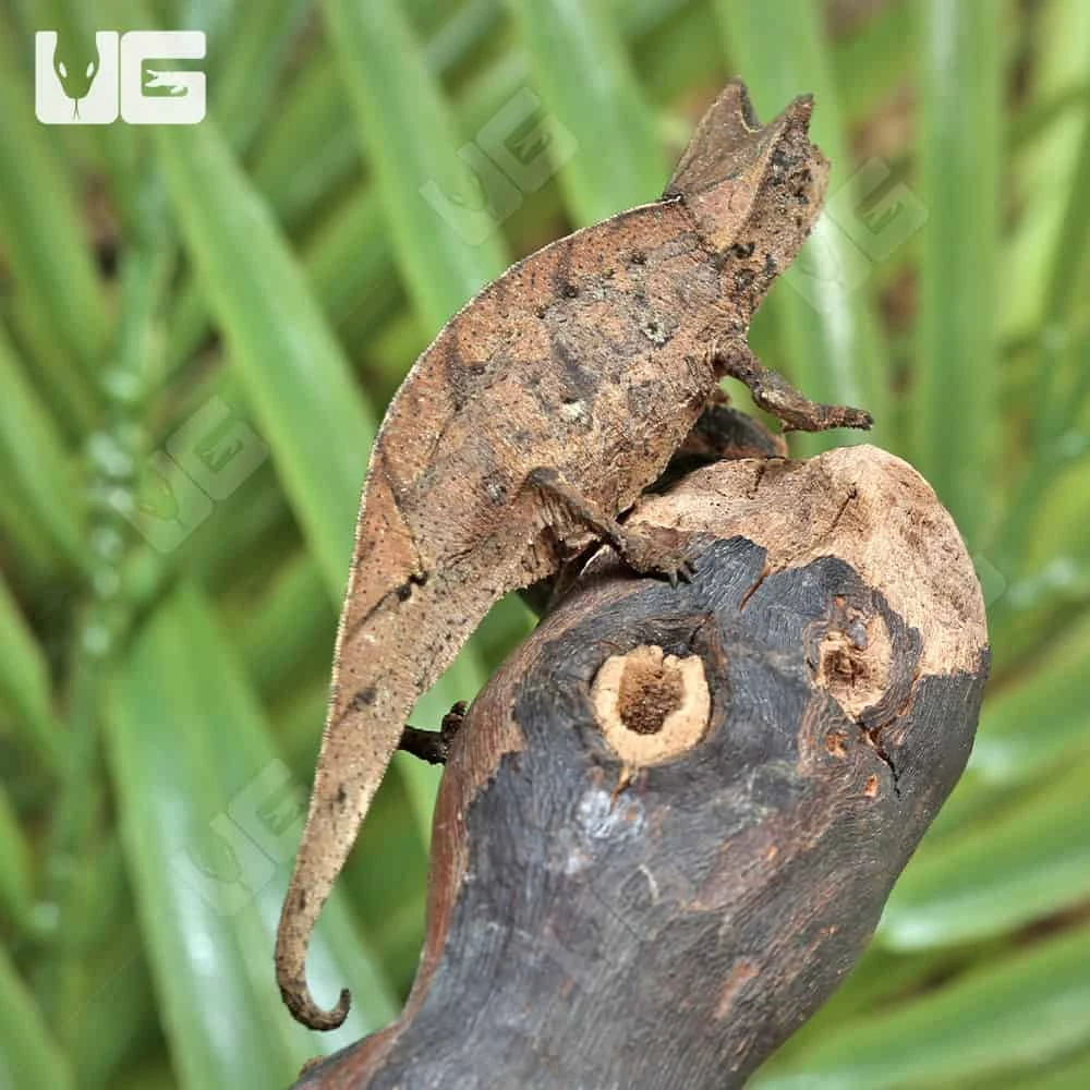 Perinet Leaf Chameleon - Image 3