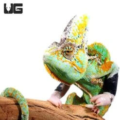 12+ Inch Translucent Veiled Chameleon