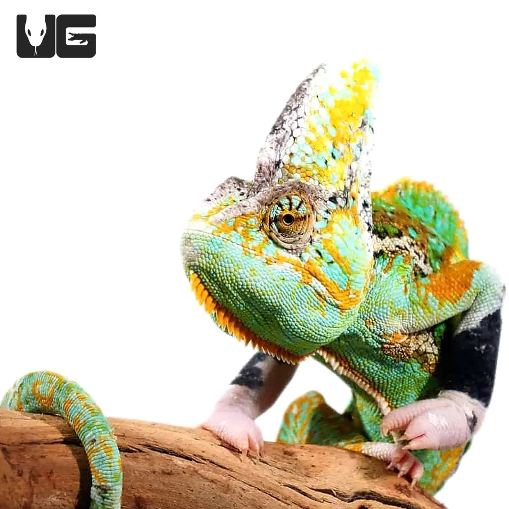 12+ Inch Translucent Veiled Chameleon
