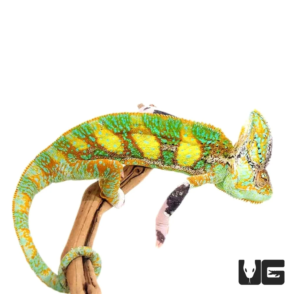 12+ Inch Translucent Veiled Chameleon - Image 3