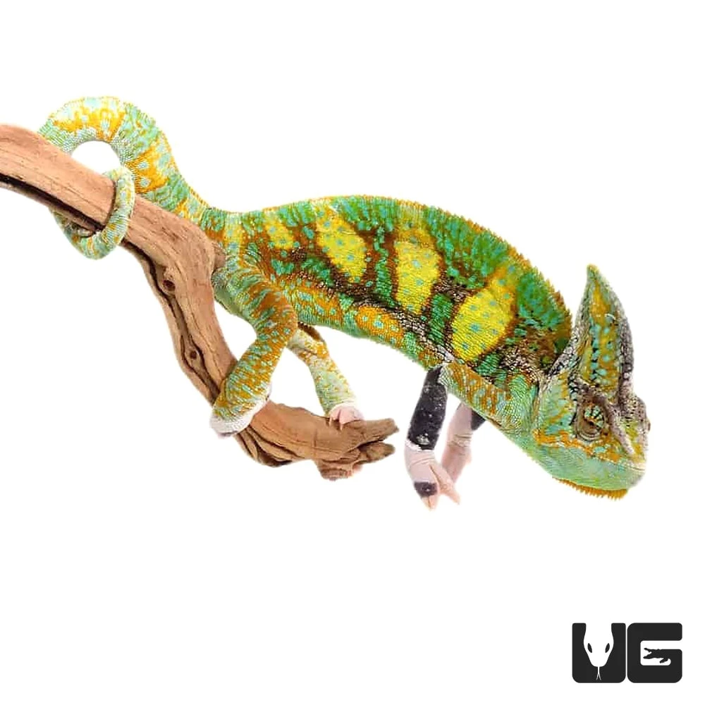 12+ Inch Translucent Veiled Chameleon - Image 4