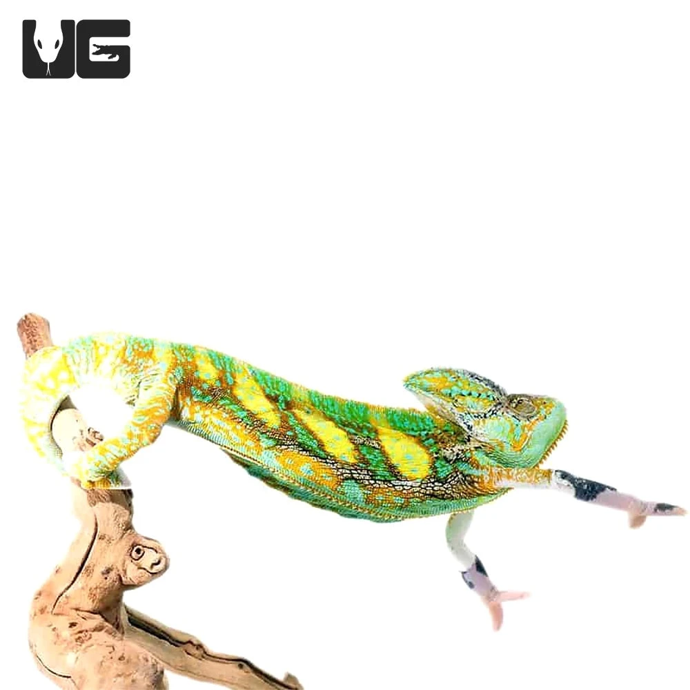 12+ Inch Translucent Veiled Chameleon - Image 2