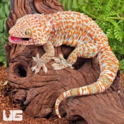 Adult Male Albino T- Tokay Gecko