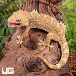 Adult Female Albino T- Tokay Gecko