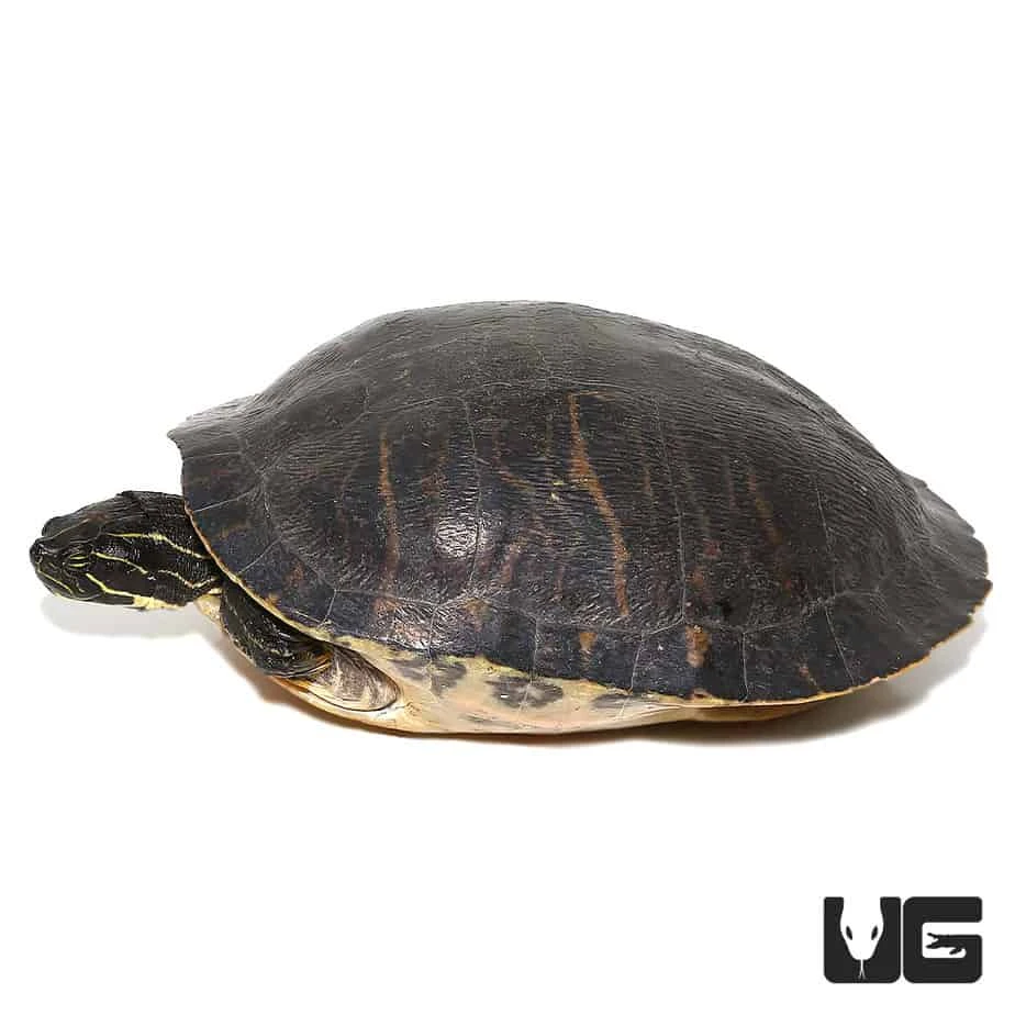 Adult Peninsula Cooter Turtle #1 - Image 3