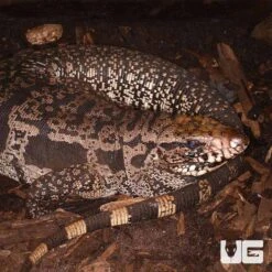 Adult Super Red Tegu