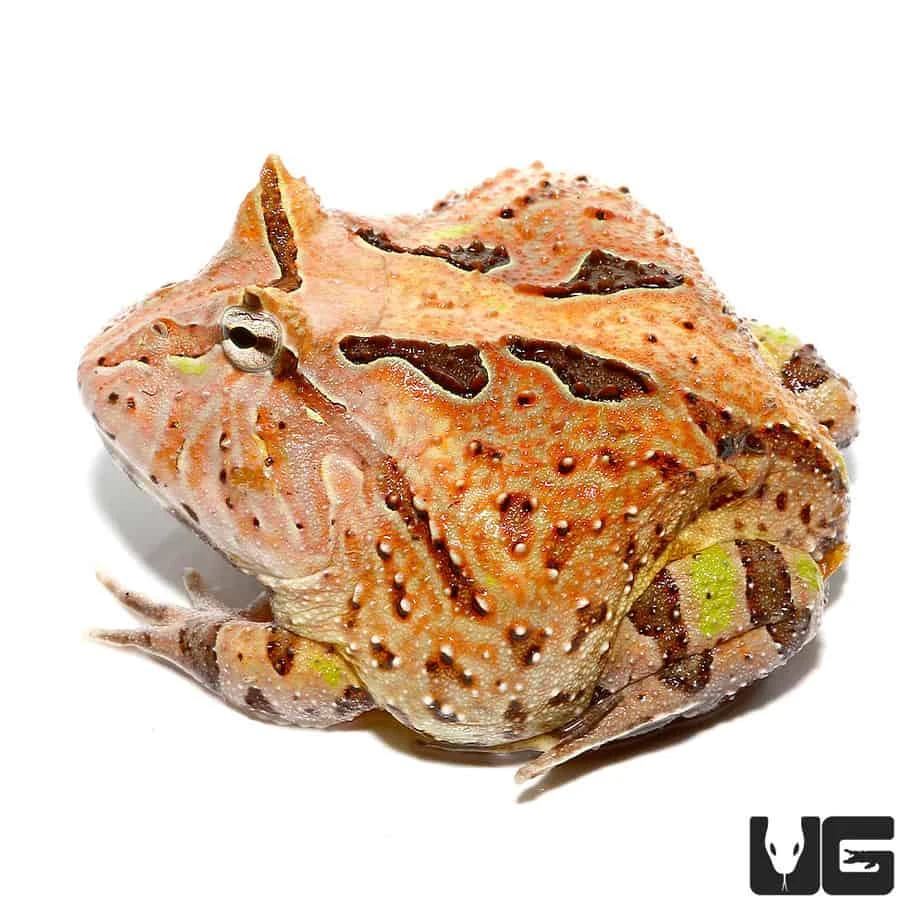 Brown Fantasy Pacman Frog #1 - Image 3