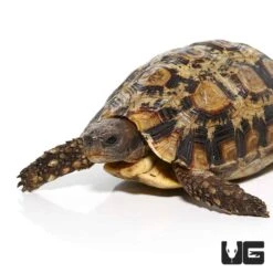 Northern Zombensis Hingeback Tortoise #1