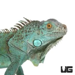 2 – 3 Foot Blue Axanthic Iguana