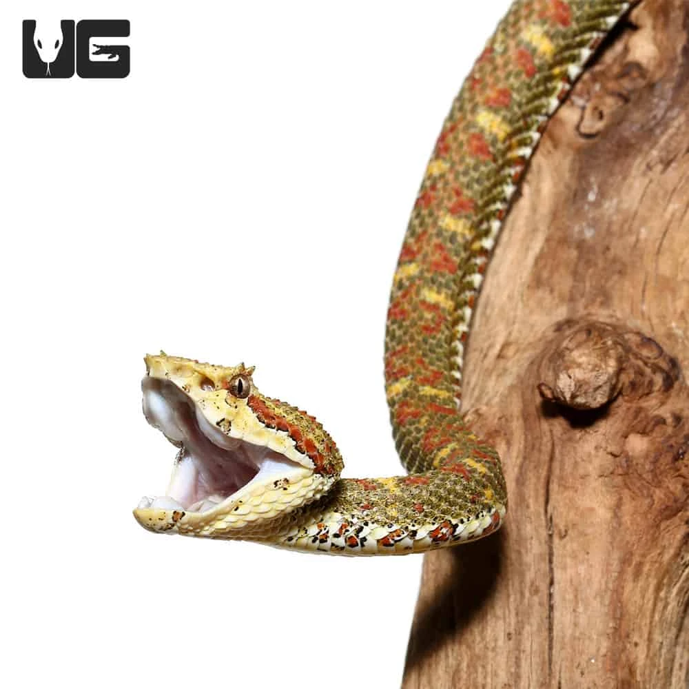 2018 Female Christmas Tree Eyelash Viper - Image 2