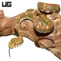 2018 Female Christmas Tree Eyelash Viper