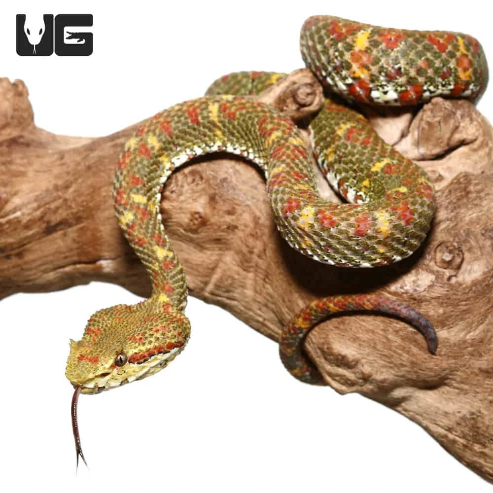 2018 Female Christmas Tree Eyelash Viper