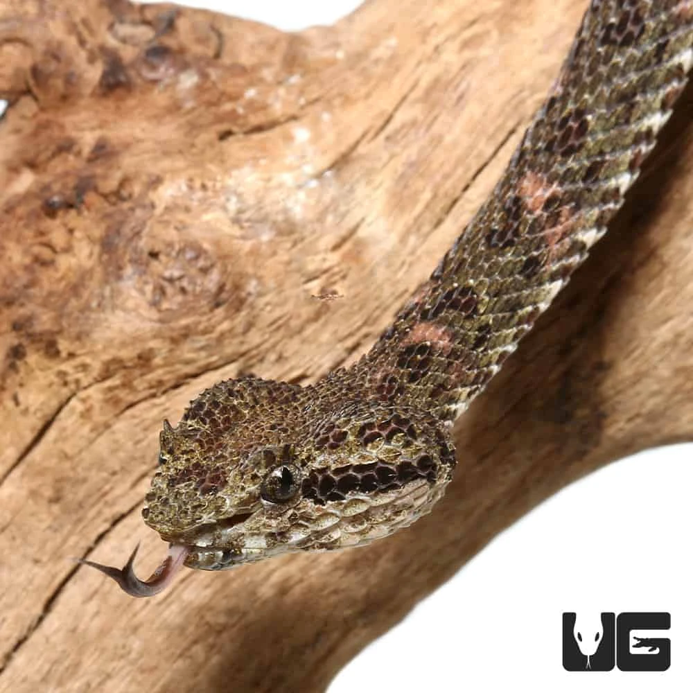 2019 Male Christmas Tree Eyelash Viper - Image 3