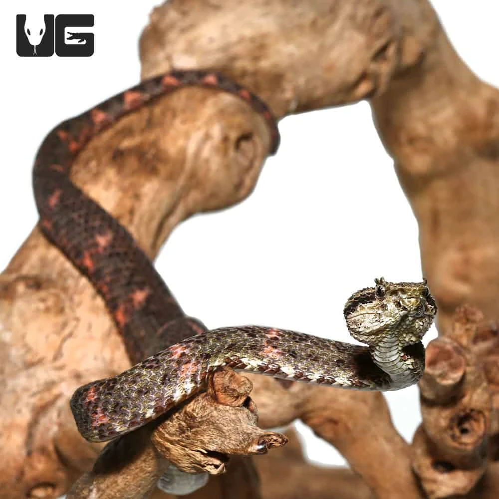 2019 Male Christmas Tree Eyelash Viper - Image 4