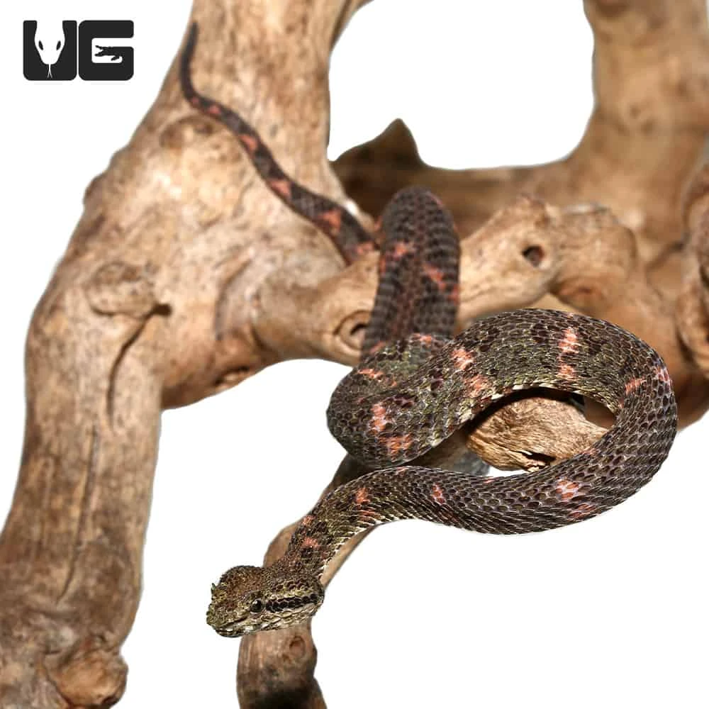 2019 Male Christmas Tree Eyelash Viper - Image 2