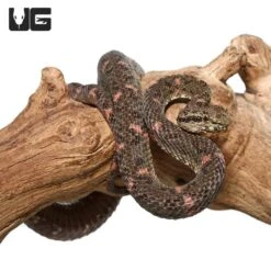 2019 Male Christmas Tree Eyelash Viper