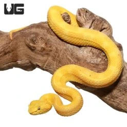 2020 Female Golden Eyelash Viper