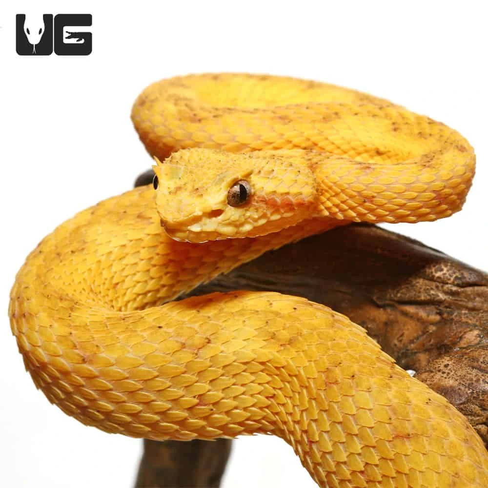 2020 Male Golden Eyelash Viper - Image 2