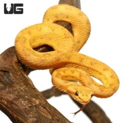 2020 Male Golden Eyelash Viper