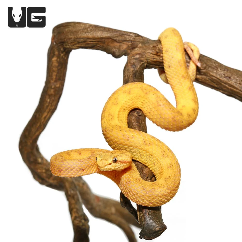 2020 Male Golden Eyelash Viper - Image 4