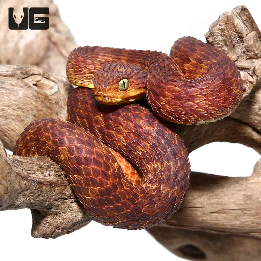 2021 Female Dark Red Squamigera Bush Viper