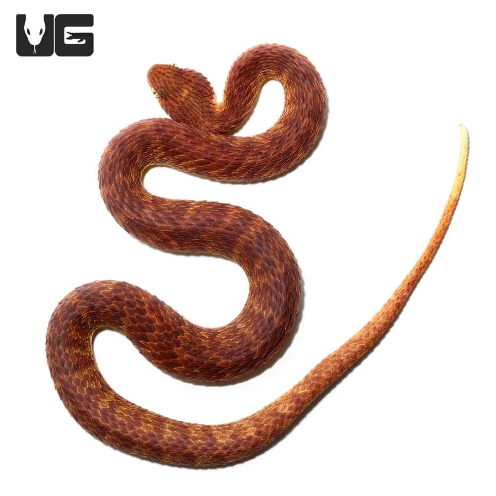 2021 Female Dark Red Squamigera Bush Viper - Image 3