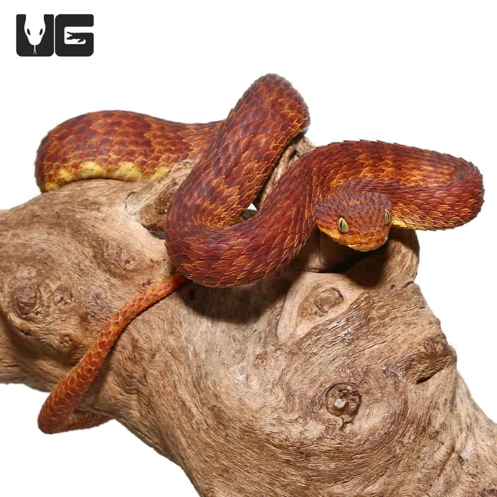2021 Female Dark Red Squamigera Bush Viper - Image 4