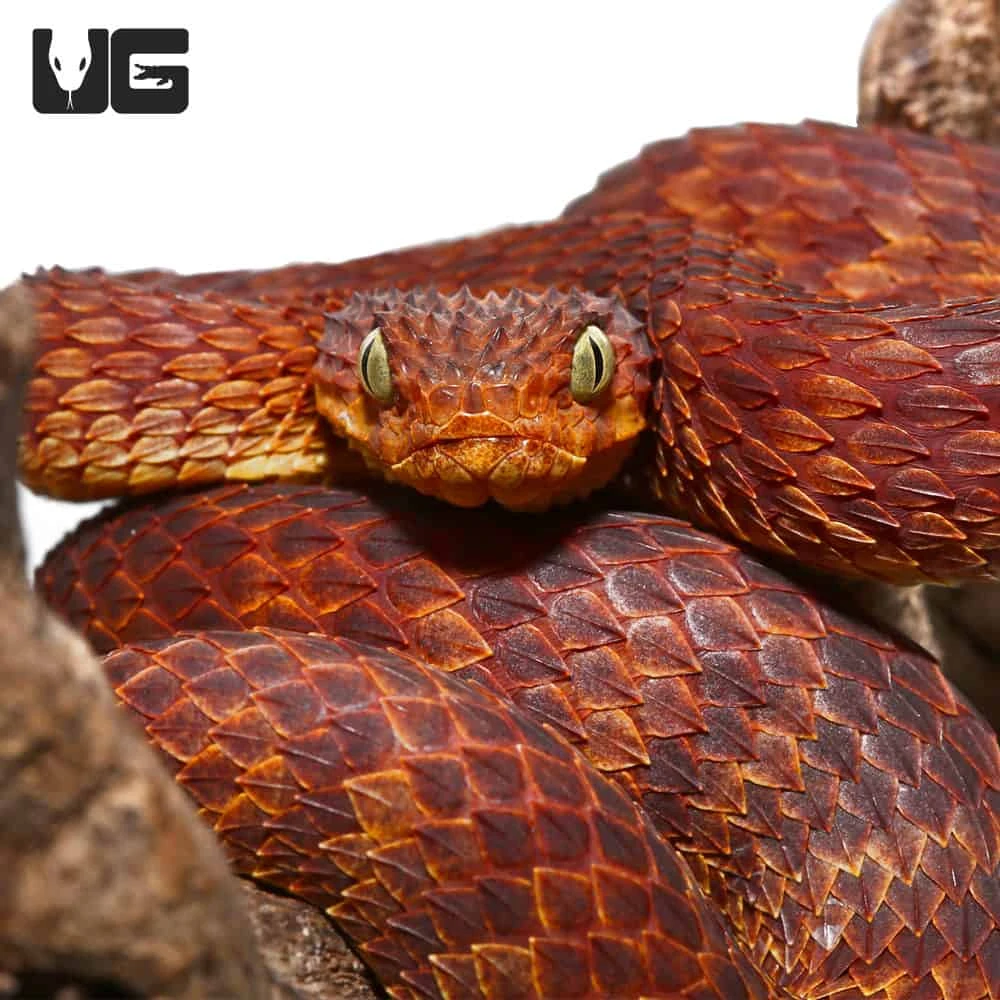 2021 Female Dark Red Squamigera Bush Viper - Image 2