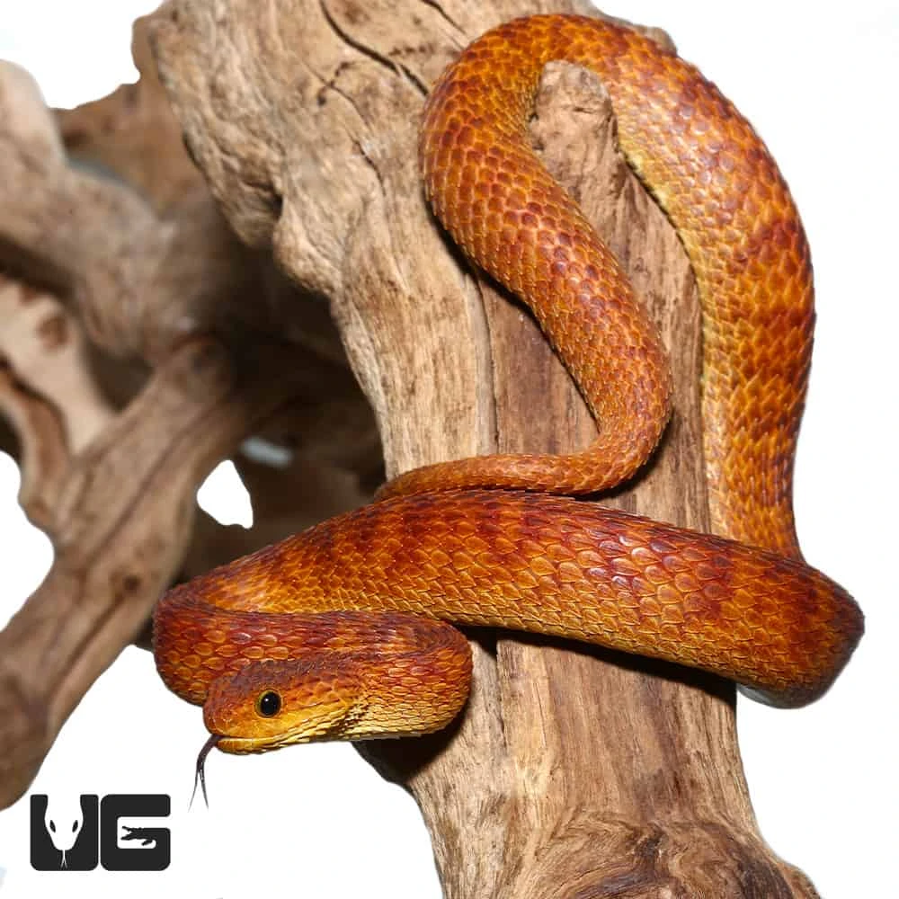 2021 Female Orange With Red Stripes Squamigera Bush Viper - Image 4