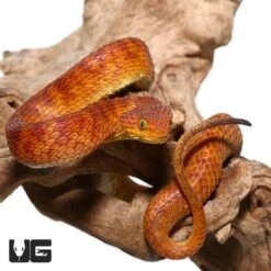 2021 Female Orange With Red Stripes Squamigera Bush Viper