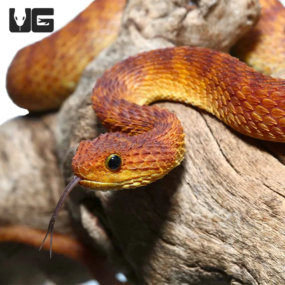2021 Female Orange With Red Stripes Squamigera Bush Viper - Image 2