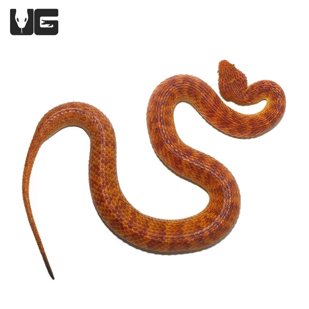 2021 Female Orange With Red Stripes Squamigera Bush Viper - Image 3