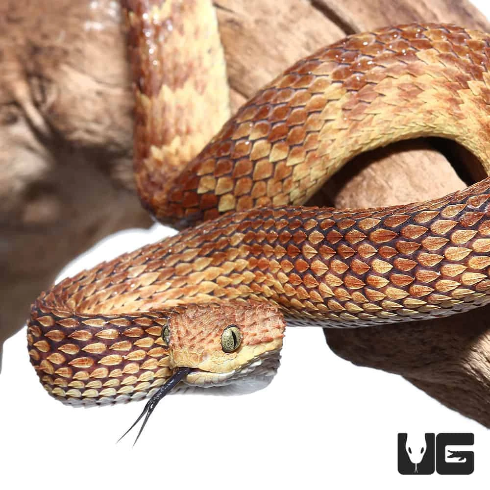 2021 Female Orange With Tan Stripe Squamigera Bush Viper
