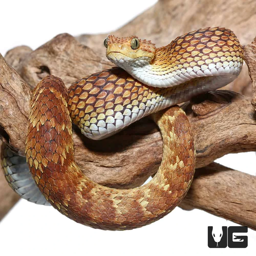 2021 Female Orange With Tan Stripe Squamigera Bush Viper - Image 2