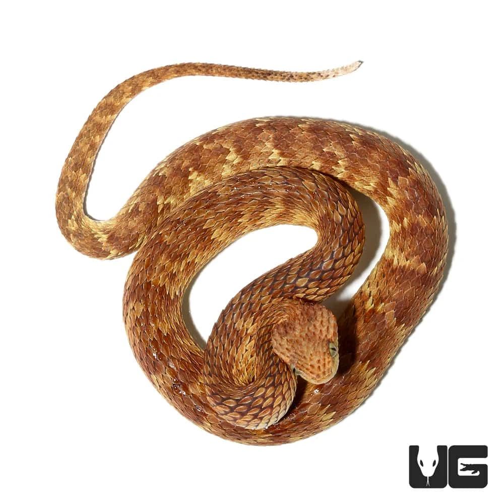 2021 Female Orange With Tan Stripe Squamigera Bush Viper - Image 3