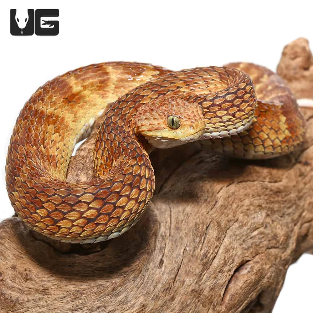2021 Female Orange With Tan Stripe Squamigera Bush Viper - Image 4