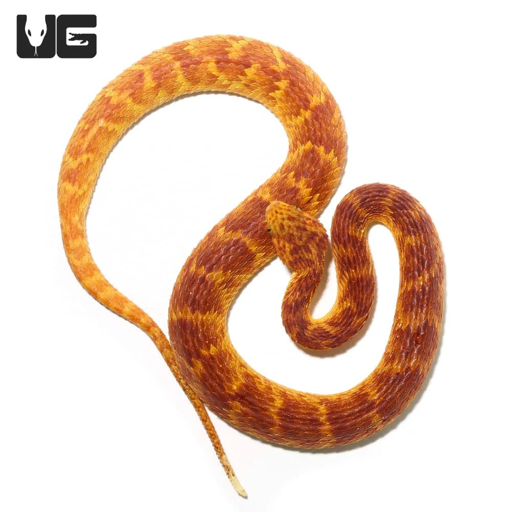 2021 Female Red With Orange Stripes Squamigera Bush Viper - Image 3