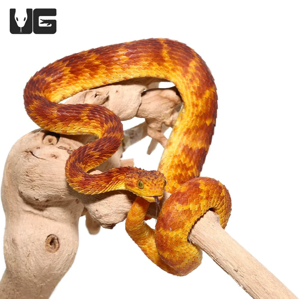 2021 Female Red With Orange Stripes Squamigera Bush Viper - Image 2