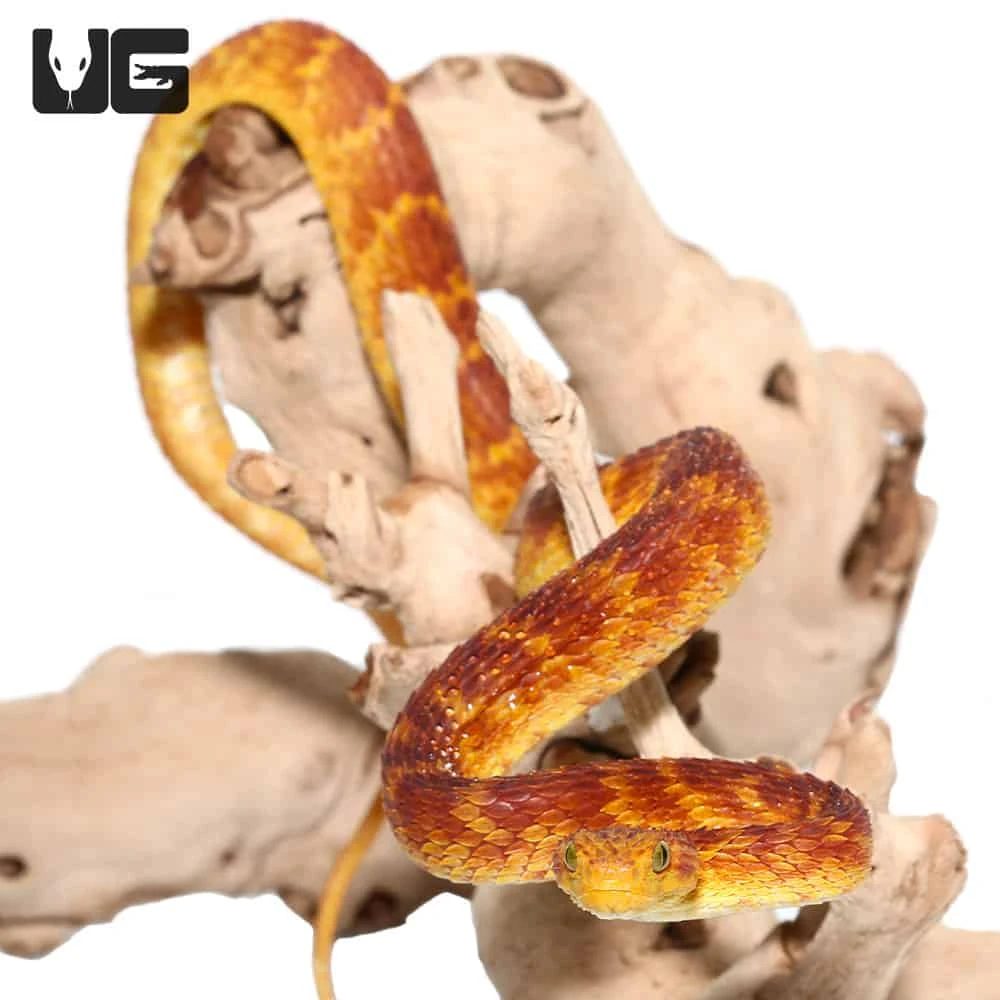 2021 Female Red With Orange Stripes Squamigera Bush Viper - Image 4