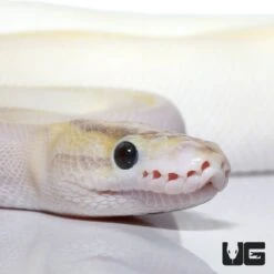2021 Male Ivory Enchi Het Pied Ball Python