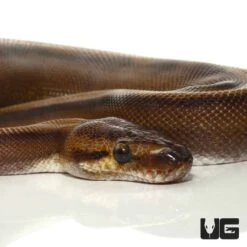 2021 Male Red Stripe Genetic Stripe Ball Python
