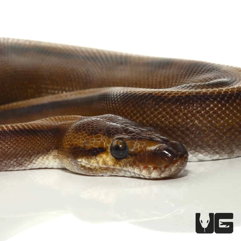 2021 Male Red Stripe Genetic Stripe Ball Python