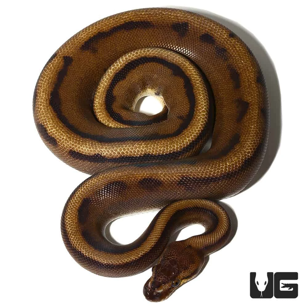 2021 Male Red Stripe Genetic Stripe Ball Python - Image 2