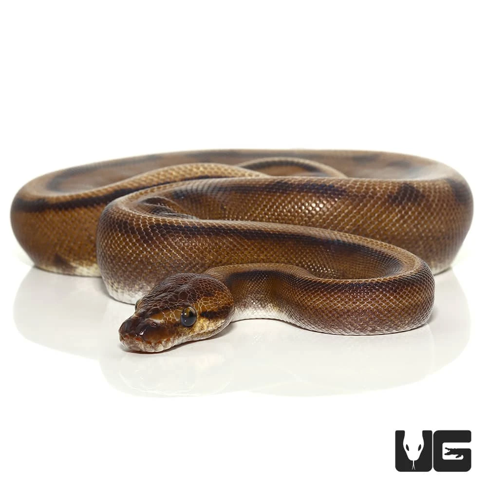 2021 Male Red Stripe Genetic Stripe Ball Python - Image 3