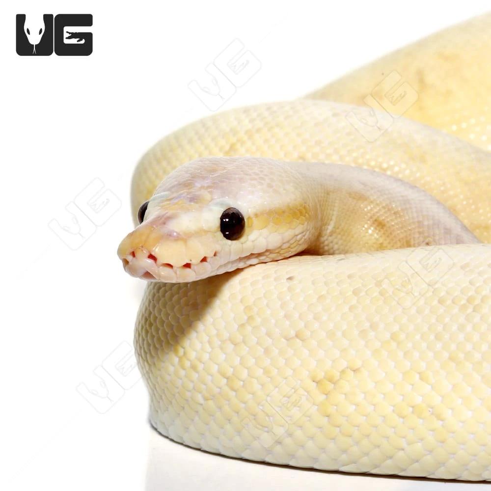 2021 Banana Cinnamon Pinstripe Ball Python (#212) - Image 3