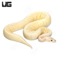 2021 Banana Cinnamon Pinstripe Ball Python (#212)